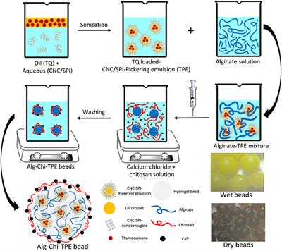 In vitro Digestion and Swelling Kinetics of Thymoquinone-Loaded Pickering Emulsions Incorporated in Alginate-Chitosan Hydrogel Beads